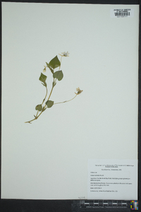 Viola rostrata image