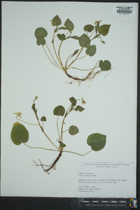 Viola rostrata image