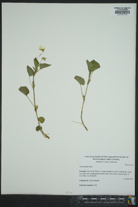 Viola striata image