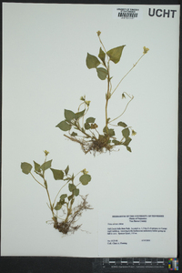 Viola striata image