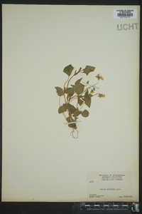 Viola striata image