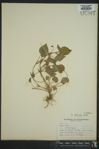 Viola striata image