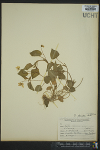 Viola striata image