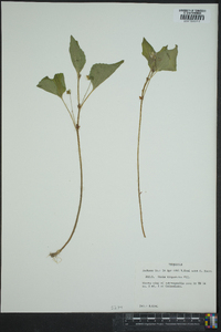 Viola tripartita image