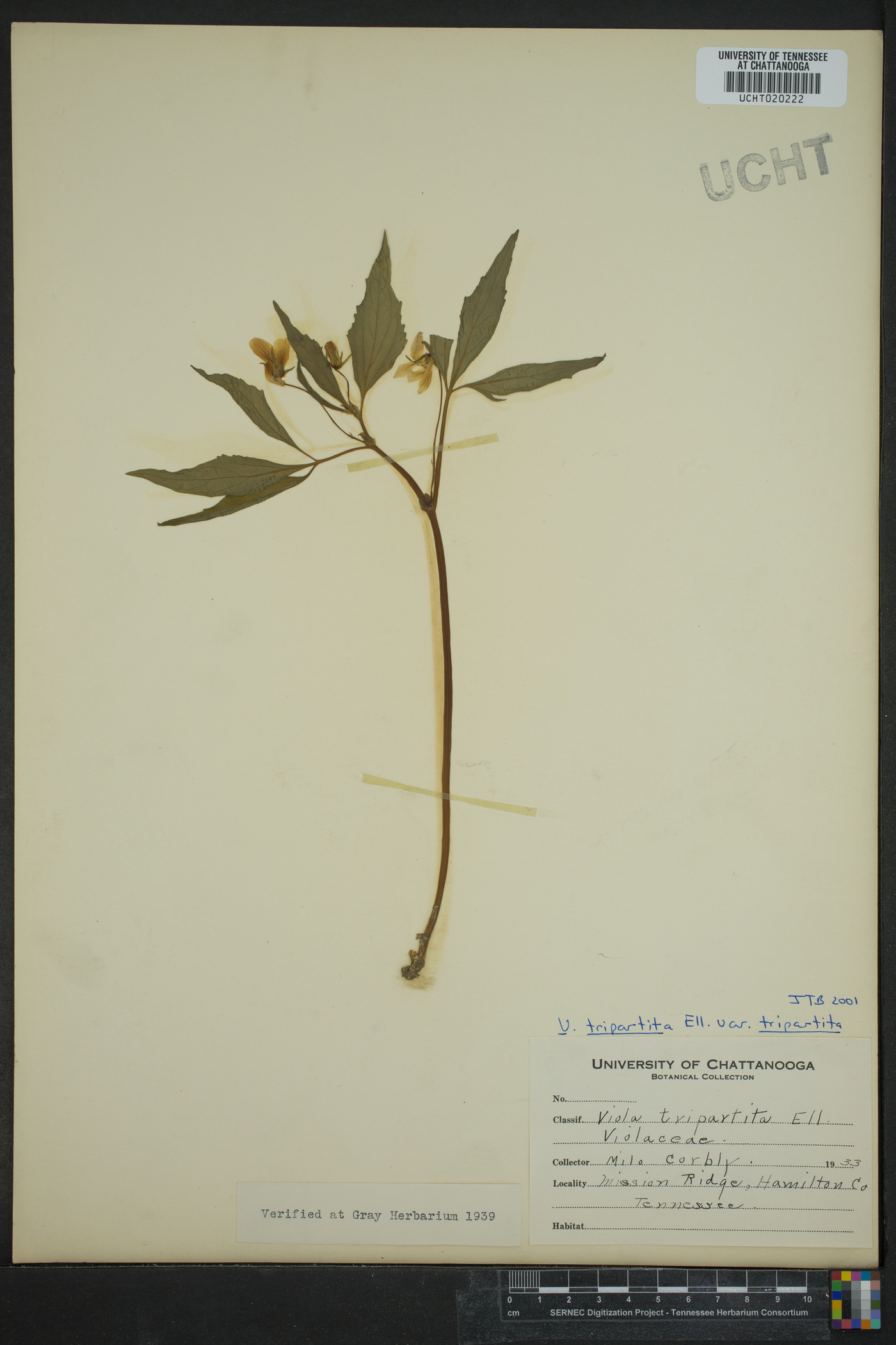 Viola tripartita image