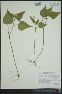 Viola tripartita image