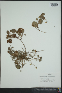 Viola tripartita image