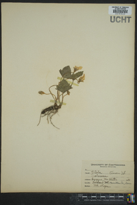 Viola tripartita image