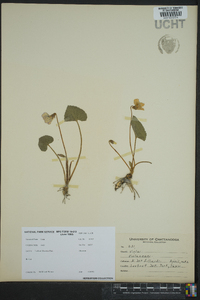 Viola tripartita image