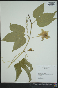 Passiflora incarnata image