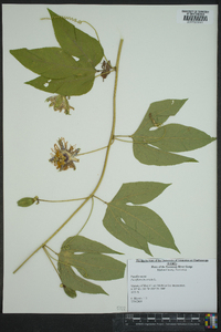 Passiflora incarnata image