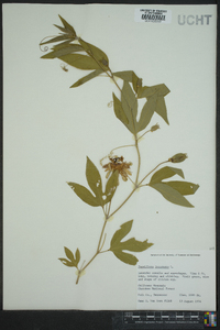 Passiflora incarnata image