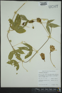 Passiflora incarnata image