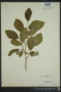 Dirca palustris image