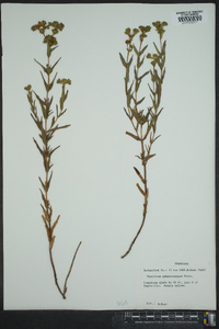 Hypericum sphaerocarpum image