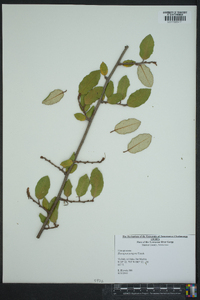 Elaeagnus pungens image