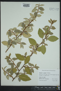 Elaeagnus pungens image