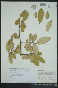 Elaeagnus pungens image