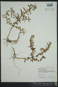 Rotala ramosior image