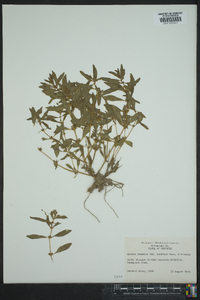 Rotala ramosior image