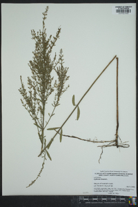 Lythrum lineare image