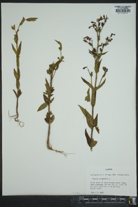 Rhexia virginica image