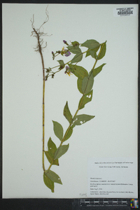 Rhexia virginica image