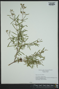 Hypericum densiflorum var. interior image