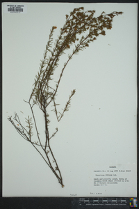 Hypericum nitidum image