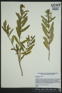 Hypericum prolificum image