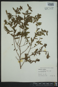 Ludwigia pilosa image