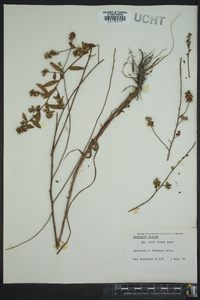 Ludwigia pilosa image