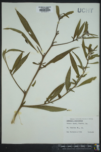 Ludwigia leptocarpa image