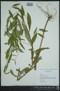 Ludwigia leptocarpa image