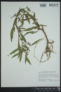 Ludwigia leptocarpa image