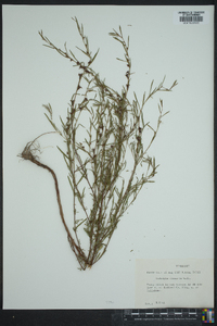 Ludwigia linearis image