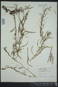 Ludwigia linearis image