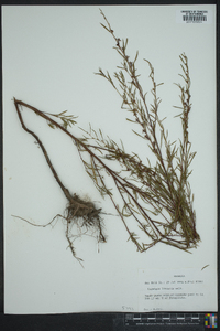 Ludwigia linearis image