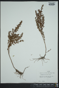 Ludwigia microcarpa image