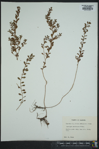 Ludwigia microcarpa image