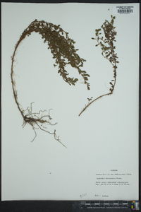 Ludwigia microcarpa image