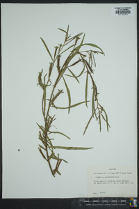 Ludwigia octovalvis image