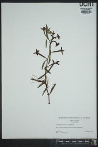 Ludwigia octovalvis image