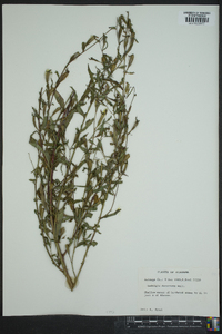 Ludwigia decurrens image