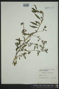 Ludwigia glandulosa image