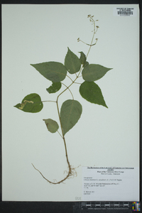 Circaea canadensis image