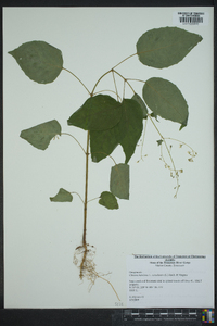 Circaea canadensis image