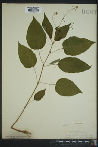 Circaea canadensis image