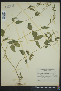 Circaea canadensis image