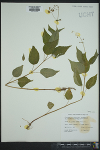 Circaea canadensis image